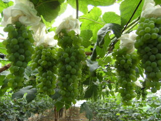 上海海湾国家森林公园