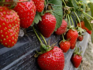 京郊兴寿草莓基地