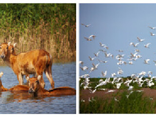 杭州湾湿地公园