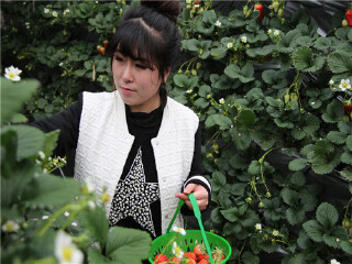 大连真爱草莓园