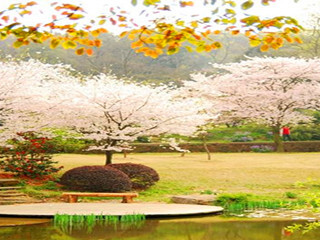 腾冲樱花谷森林温泉风景区