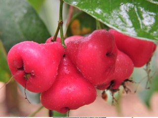 第五季龙水凤港生态农场