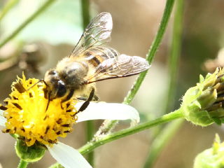 克利福德养蜂场