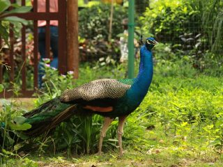 海南热带飞禽世界