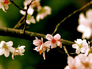 万紫千红生态养生旅游度假区
