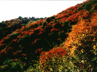 河南燕子山原始生态旅游风景区