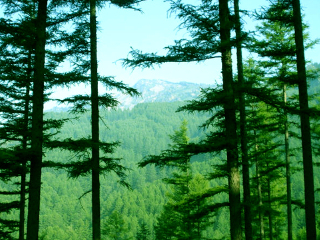 三仙夹森林公园