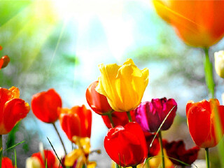 成都普罗旺斯薰衣草庄园