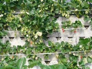 久能石垣草莓园