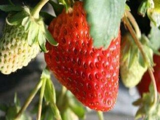 天津芝心园草莓采摘园