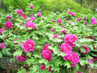 洛阳郁金香牡丹园