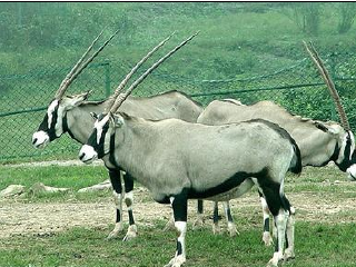 重庆野生动物世界