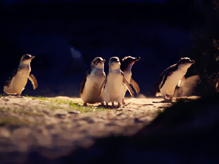 菲利普岛“迷宫”乐园