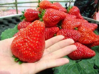 树友草莓采摘园