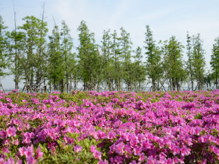 苏州阳澄湖半岛旅游度假区
