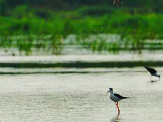 同里国家湿地公园