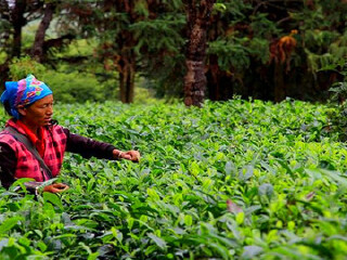 西双版纳茶马古道景区