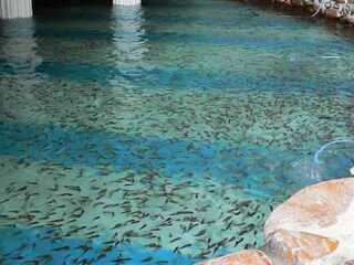 鱼之吻温泉养生馆