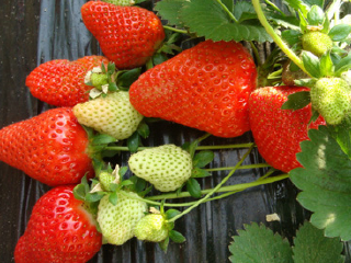 金潍多草莓采摘基地