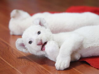 杭州野生动物世界