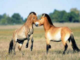 新疆野马繁育基地