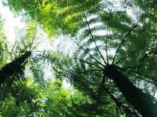 桫椤自然保护区