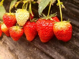 天津芝心园草莓采摘园