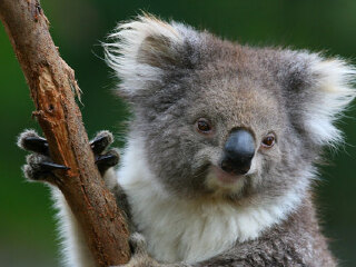 希尔斯维尔野生动物保护区