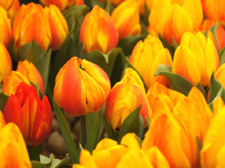 2015荷兰郁金香花卉节