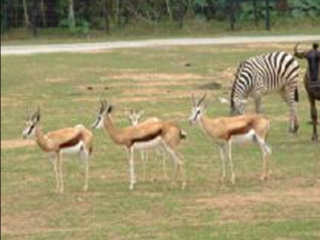 地球村动物游乐区