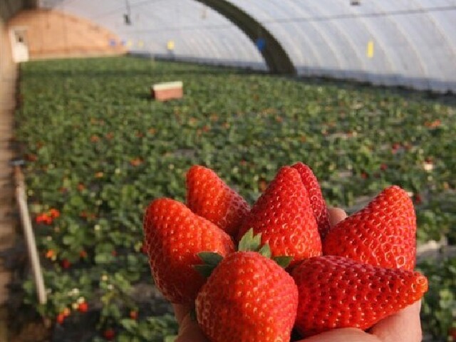  即墨满园春草莓园-鹤山巴士1日游>绿色 ,新鲜草莓园,自由采摘,含中餐