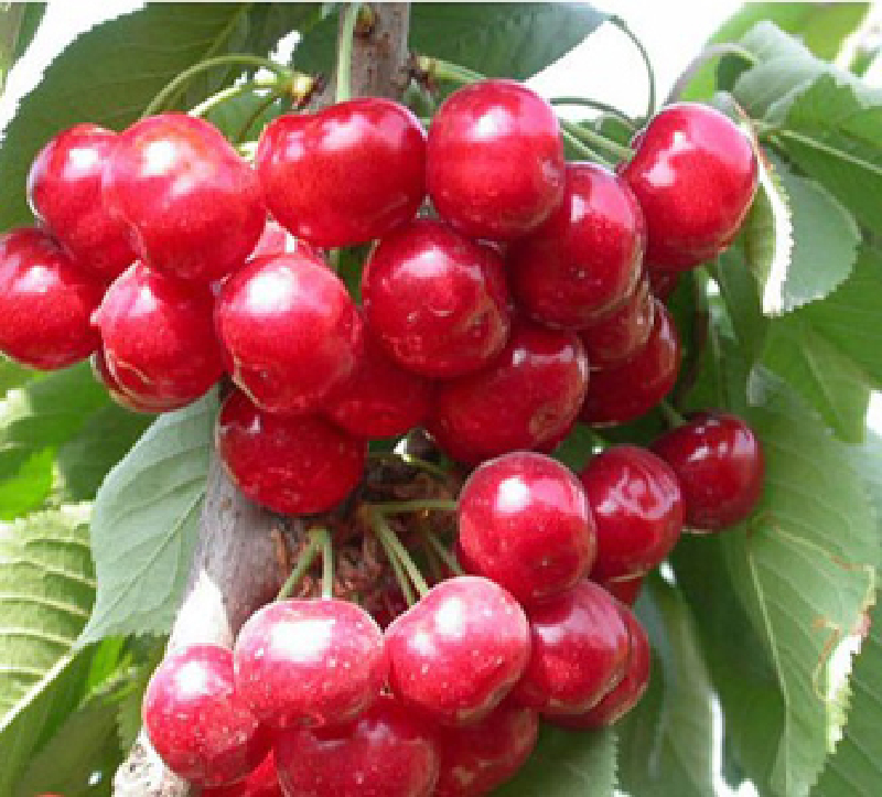 郑州旅游  &nbsp;分享  0 ◆ ◆ 简介                  樱桃沟两侧