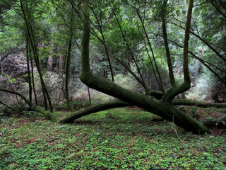 旧金山墨尔红木公园