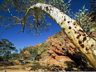 东麦克唐奈山脉