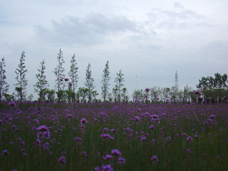 杭州湾海上花田景区