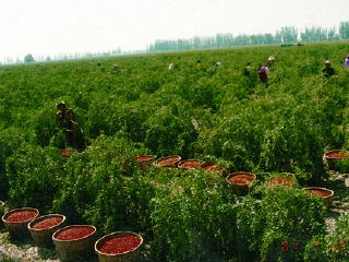 万亩枸杞观光园