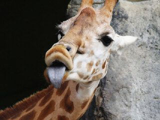 悉尼塔龙加动物园