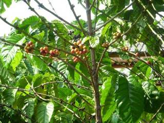 醉心奥特植物园