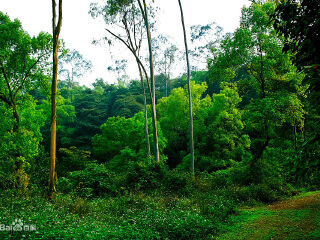 良凤江森林公园
