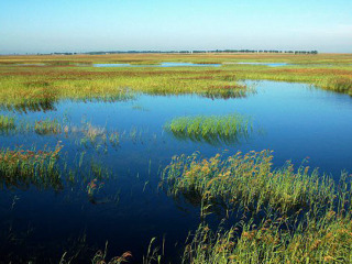 哈拉海湿地