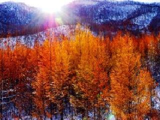 大亮子河国家森林公园