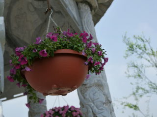 杭州湾海上花田景区