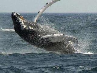 劳伦斯海洋公园