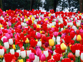 成都普罗旺斯薰衣草庄园