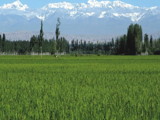 柯柯牙绿化工程