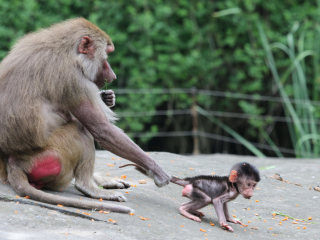杭州野生动物世界