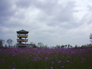 杭州湾海上花田景区