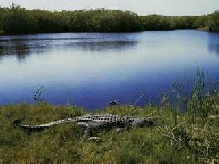 大沼泽地国家公园