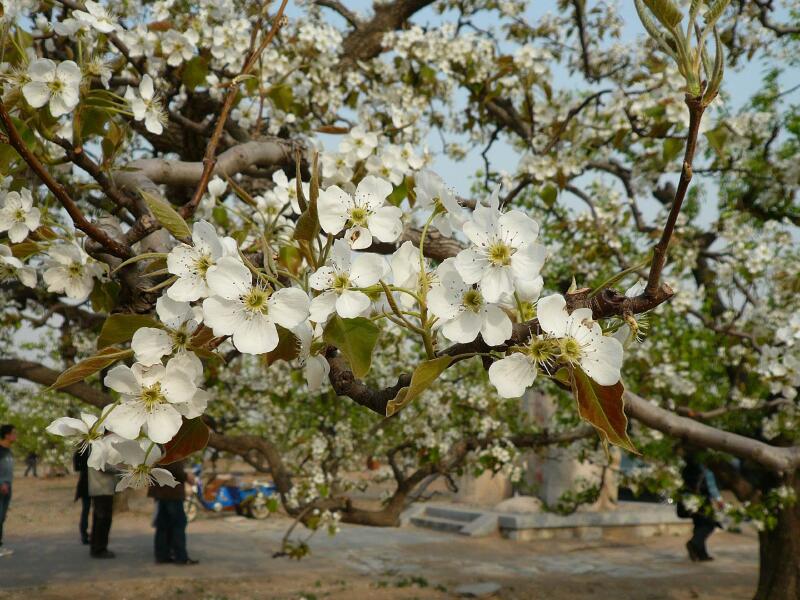 梨花院,梨花满地,中长梨花头_文秘苑图库