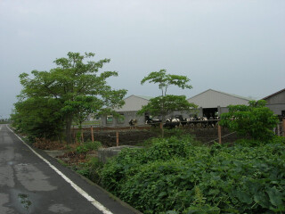 仑背乡酪农专区